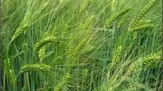 The Wind that Shakes the Barley