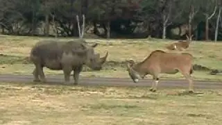 Rhino VS Antelope