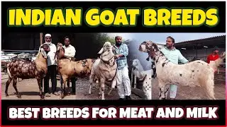 Top Indian Goat Breeds for Meat and Milk | Discover the Best Desi Goats