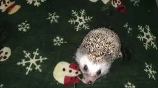 A day with my hedgehog :)
