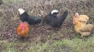Прогулянка наших декоративних курочок) Запис на інкубаційне яйце.