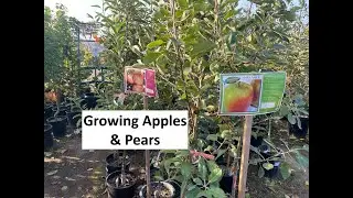 Growing Apples & Pears