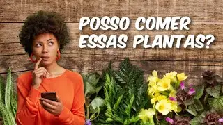 Plantas que você pode comer e não sabia