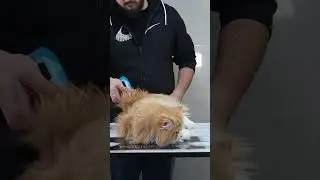 As a result of eating his hair 😰