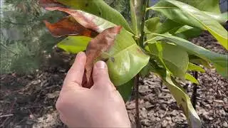Magnolia Grandiflora after frost -26