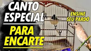 Canto especial pra ensinar filhote pardo papa capim chacal negro