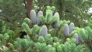 Тенистый сад / Shade garden