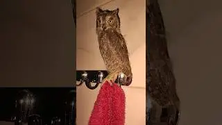 Первая игра в прятки😆. Домашняя сова.