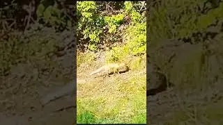 Рыжая лиса отдыхает у реки. 🐶Fox.