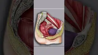 Urinary bladder: Anatomy of Urinary bladder (3d illustration) #urinarysystem  #biology
