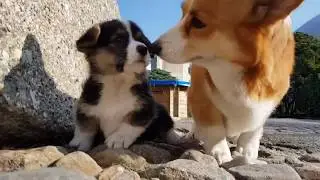 bebop corgi - long take