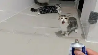 Playful kittens vs packing tape #cat #kitten #cute #catlover