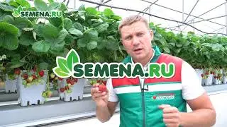 🍓🍓🍓 Земляника сорт 