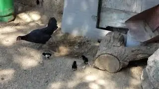 La gallina y sus mini pollitos