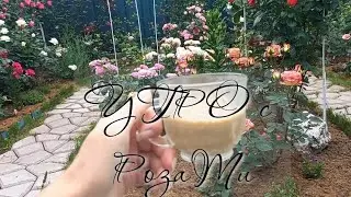 Vlog-163 Летнее утро с розами