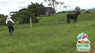 Trece años del campo .