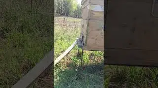 среднерусские пчелы на майском медосборе, семья очень сильная, стоит магазин 2 недели, завтра осмотр