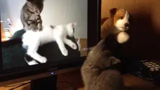 котенок смотрит видео