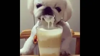 Caffellatte