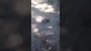 Черепашка, сходили на рибалку@@