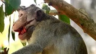 OMG Big An Injure on mouth, How painful monkey,How Do you feeling about it 2034