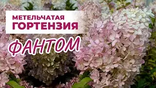 Гортензия Фантом: описание сорта