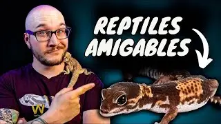 Los 5 reptiles más amigables que solo te darán amor