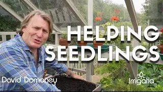 Quick Tip: How to give your seedlings the best start