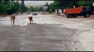 СЕЛ ДАР ЧИРОГЧИ.
