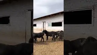 Черные Арашаны на продужк 2 зуба . Цена 65 тцс сом 0709718051 Кыргызстан