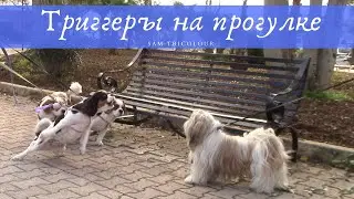 Собака лает/ боится/ "не слышит" хозяина на улице. Социализация в подростковый возраст.