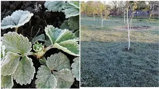 БУВ ПРИМОРОЗОК!! 🥶❄️❄️ВСЕ ПОМЕРЗЛО!! НЕ знаю як далі буде!! 🤷
