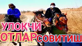 ULOQCHI OTLARNI BOQISH VA SOVITISH