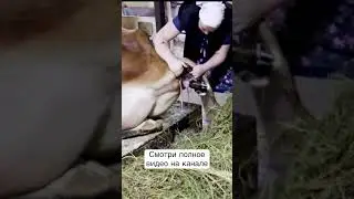 ОТЕЛ КОРОВЫ/ как телится корова?!