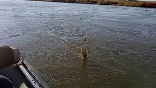 ловим сомов на спиннинг  река Онон