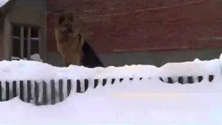 Рекс на посту