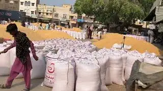 Maki rate today galla mandi Arifwala Punjab Pakistan