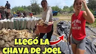 Llegó Jennifer A darnos Ánimos En el Trabajo🥰Desgranada de maíz