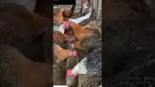حماية الدجاج من الأمراض يجب توفير فيتامينC في فصل الصيفي