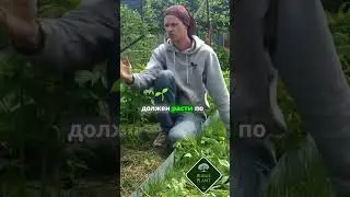 Узнайте тайны ухода за малиной! #малина #сад #дача #огород #garden
