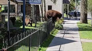 Welcome to Aspen! 🏔️ It's not uncommon to run into some of our furry neighbors. Here's a sight
