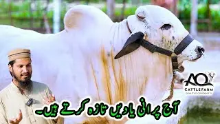 Aj Purani Yadain Taza Ho Gai 😍 Sab Pani Pani | AQ Cattle Farm | Cattle Market Karachi