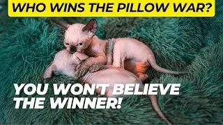 Who Wins the Pillow War: Atena or Odin? You Won't Believe the Winner!