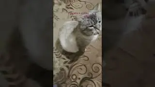 Спасибо я люблю тебя