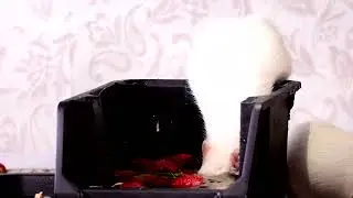 The rat dives /Крыса ныряет