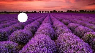Enjoy the smell of Lavender