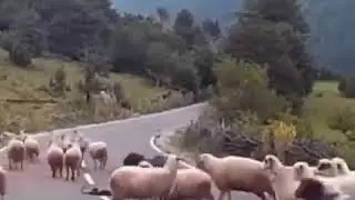 Бараны напали на человека