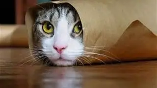 ✔ New Funny Cat Videos 2016 - Funny Cat Videos ✔