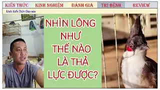 CÁCH CHĂM CHÀO MÀO BỔI NHANH CHƠI VÀ CHĂM LÔNG CHUẨN CỦA NAM RÂU