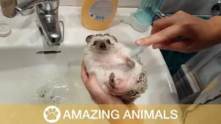 Cutest Hedgehog In The World!